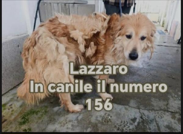 Lazzaro Mix Golden 7Anni,Da 5 Conciato Così In Canile!!!!Calabria